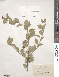 Prunus mahaleb image