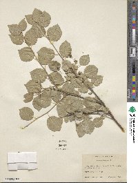 Prunus mahaleb image