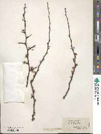 Prunus maritima image