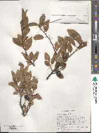 Prunus maritima image