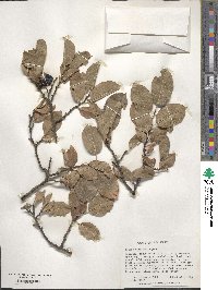 Prunus maritima image