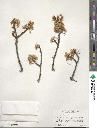 Prunus maritima image