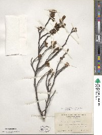 Prunus maritima image