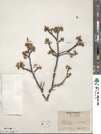 Prunus maritima image