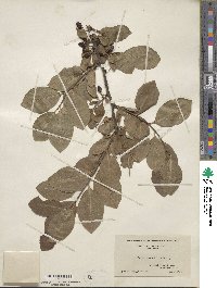 Prunus maritima image