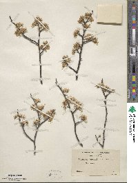 Prunus maritima image