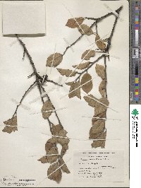 Prunus maritima image