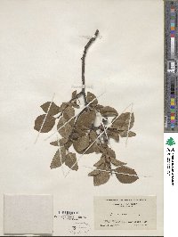 Prunus maritima image