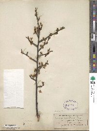 Prunus maritima image