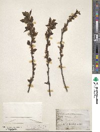 Prunus maritima image