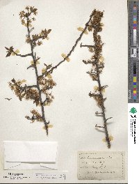 Prunus maritima image