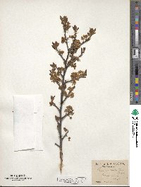 Prunus maritima image