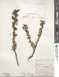 Prunus maritima image