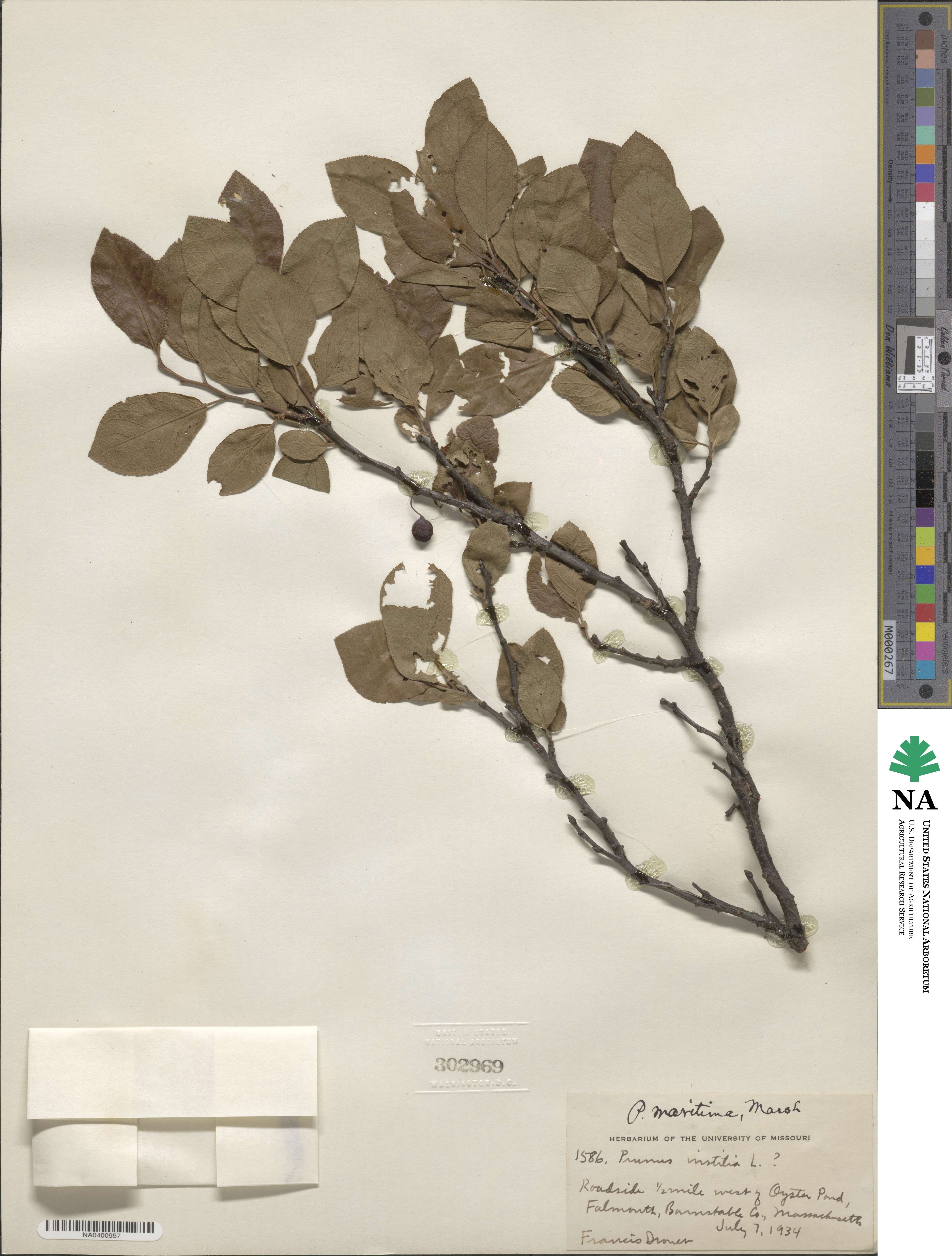 Prunus maritima image