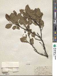 Prunus maritima image