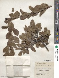 Prunus maritima image