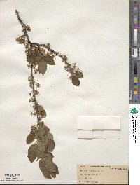 Prunus maritima image