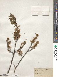 Prunus maritima image