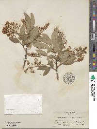 Prunus virginiana image