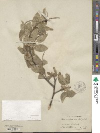 Prunus virginiana image