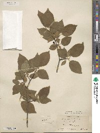 Prunus mexicana image