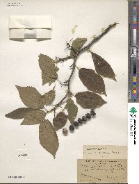 Prunus mexicana image