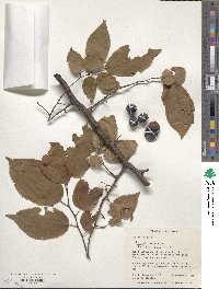 Prunus mexicana image