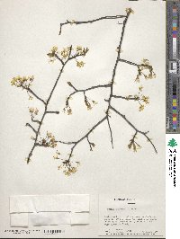 Prunus mexicana image