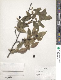 Prunus mexicana image