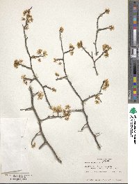 Prunus mexicana image