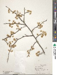 Prunus mexicana image