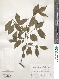 Prunus mexicana image