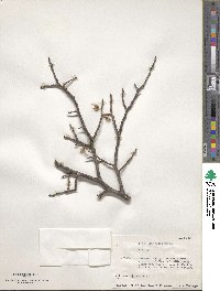 Prunus mexicana image