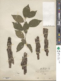 Prunus mexicana image