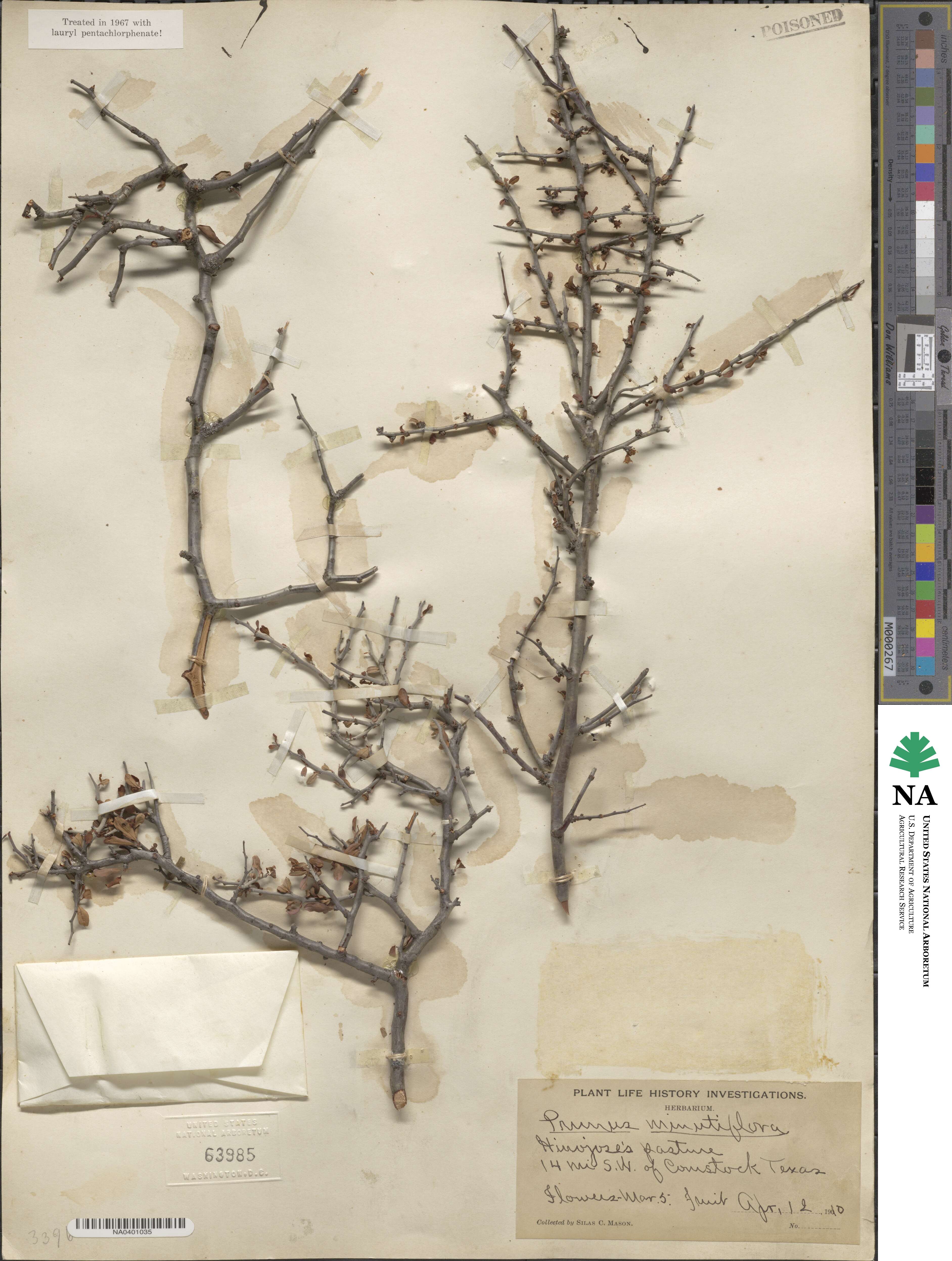 Prunus minutiflora image