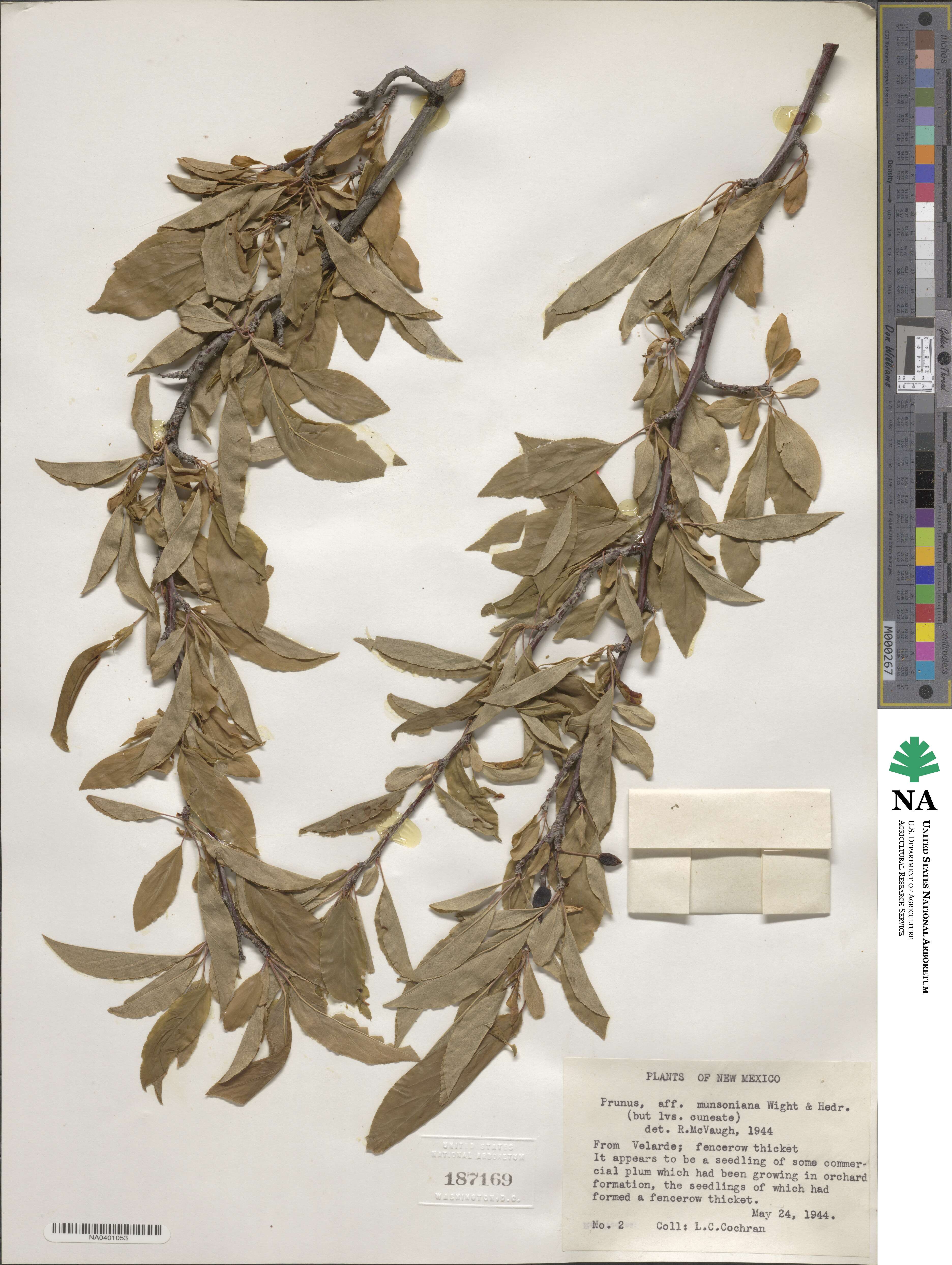 Prunus munsoniana image