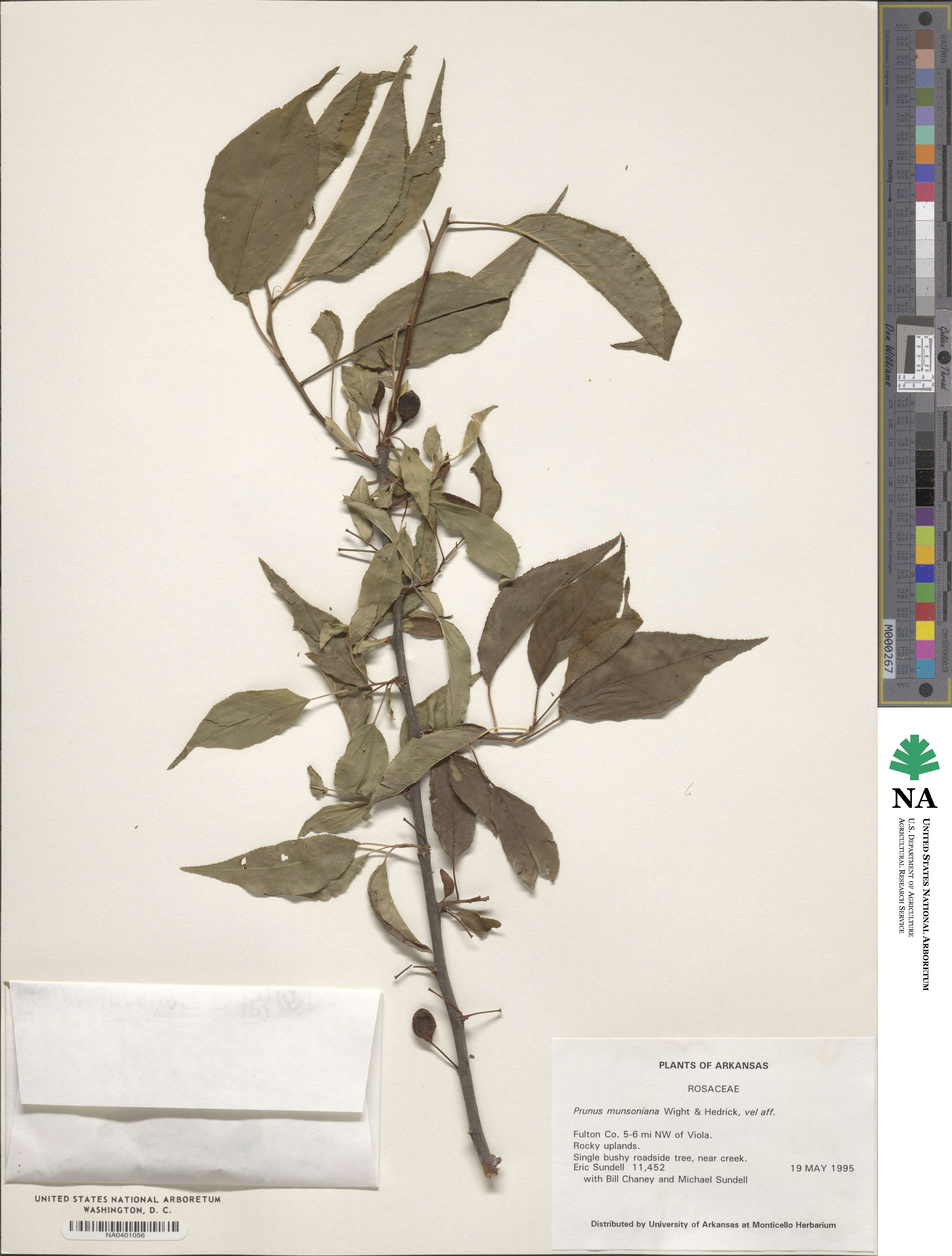 Prunus munsoniana image