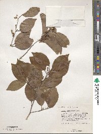 Prunus myrtifolia image