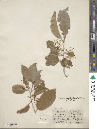 Prunus myrtifolia image