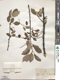 Prunus nana image