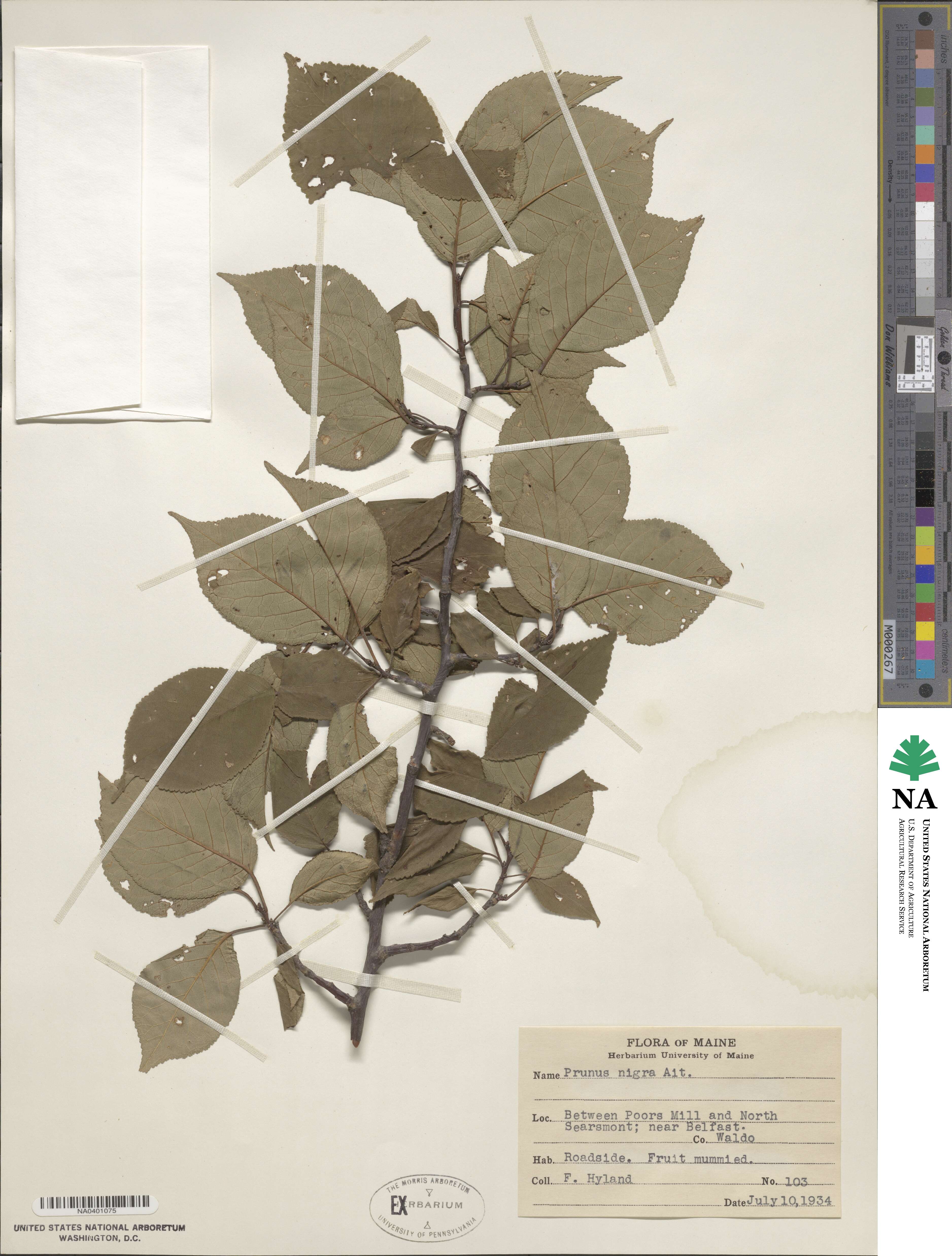 Prunus nigra image