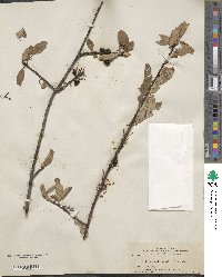 Prunus emarginata image