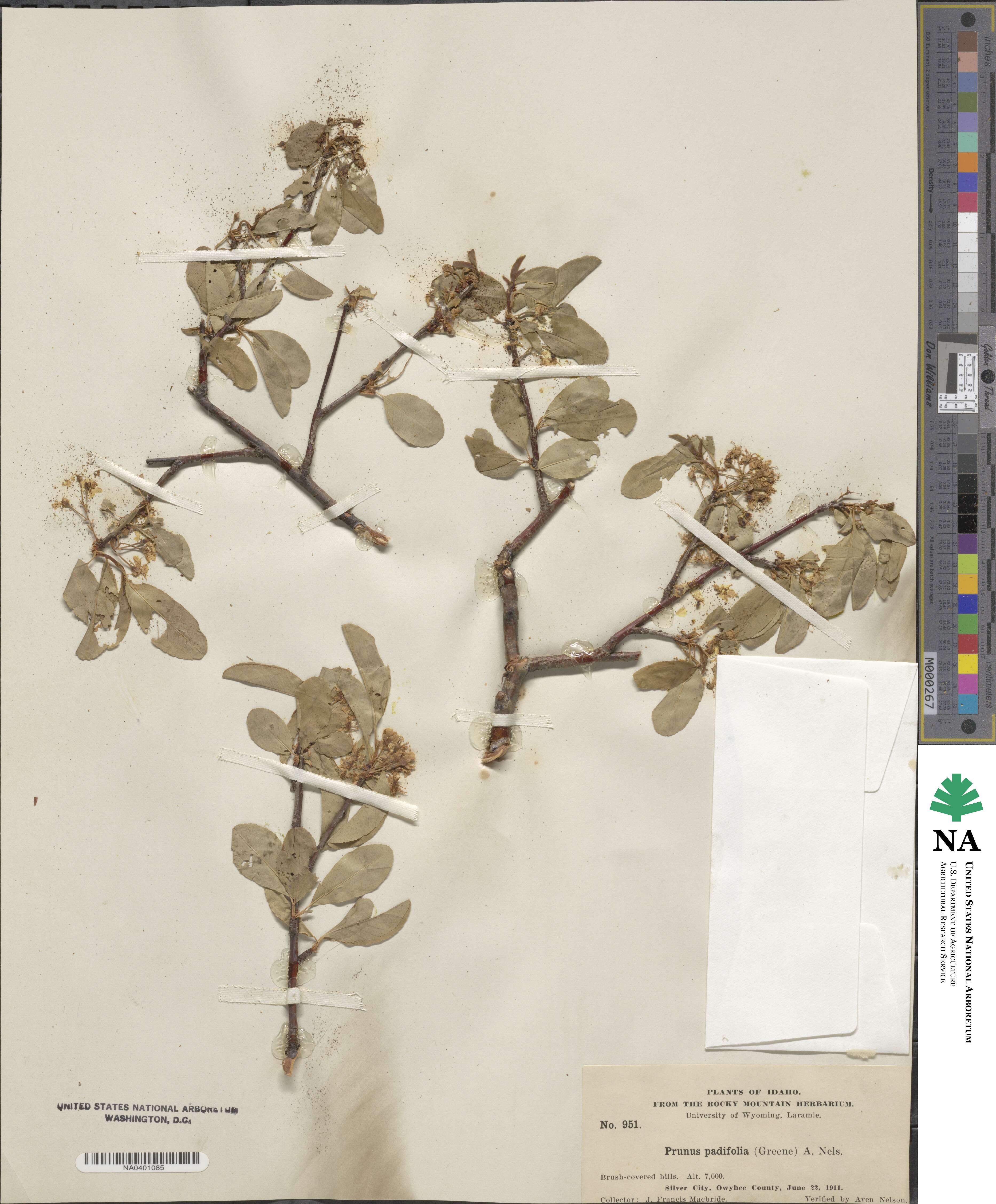 Prunus emarginata image