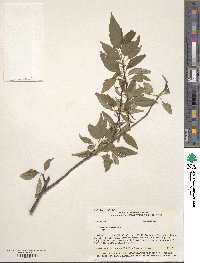 Prunus pensylvanica image