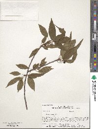 Prunus pensylvanica image