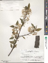 Prunus pensylvanica image