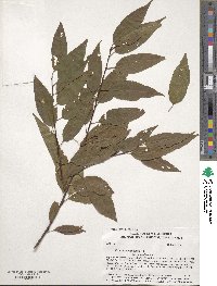 Prunus pensylvanica image