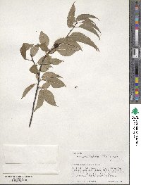 Prunus pensylvanica image