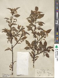 Prunus pensylvanica image