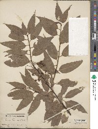 Prunus pensylvanica image